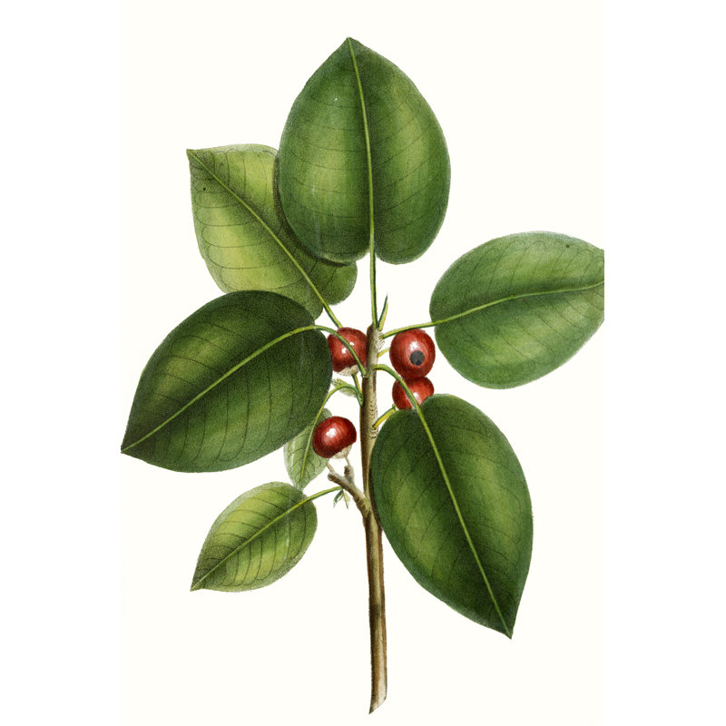 Short leaved Fig Tree by Thomas Nuttall - Painting Print, 122cm H x 81cm W, Wrapped Canvas