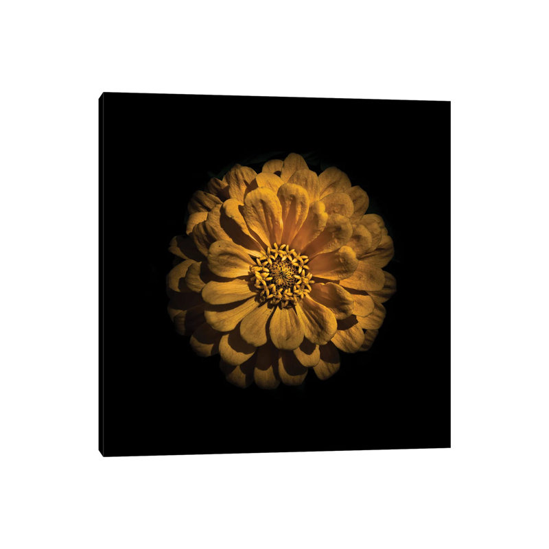 Yellow Zinnia by Brian Carson - Wrapped Canvas Print, 45.72 cm H x 45.72 cm W x 3.175 cm D