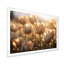 White Tulips Field With Sunshine - Floral Canvas Wall Art52-958451642-958451622