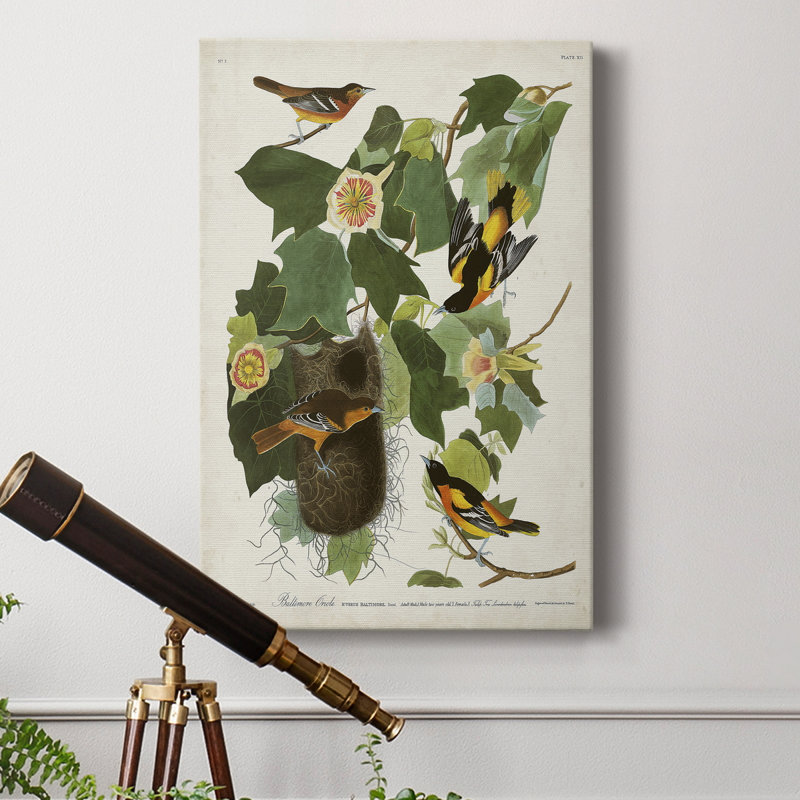 Pl 12 Baltimore Oriole - impression sur toile tendue, H 60 po x l 40 po x P 1 po