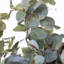 Eucalyptus plante en urn