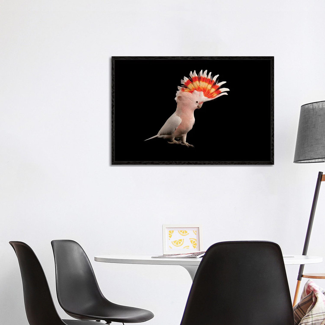 A Major Mitchell's Cockatoo At Parrots In Paradise von Joel Sartore - Gallery-Wrapped Canvas Giclée on Canvas