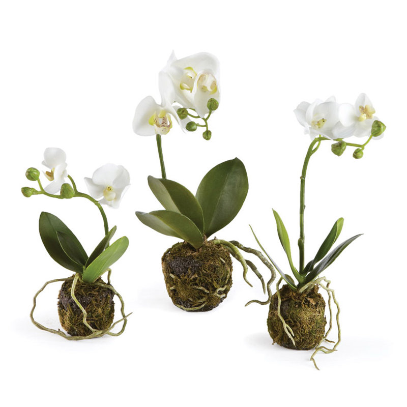 Orchidée Evan