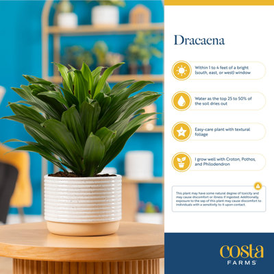 Dracaena Plant in Planter
