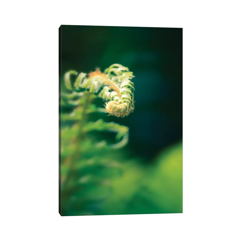 Garden Fern by Savanah Plank - Wrapped Canvas Print, 101.6 cm H x 66.04 cm W x 1.91 cm D