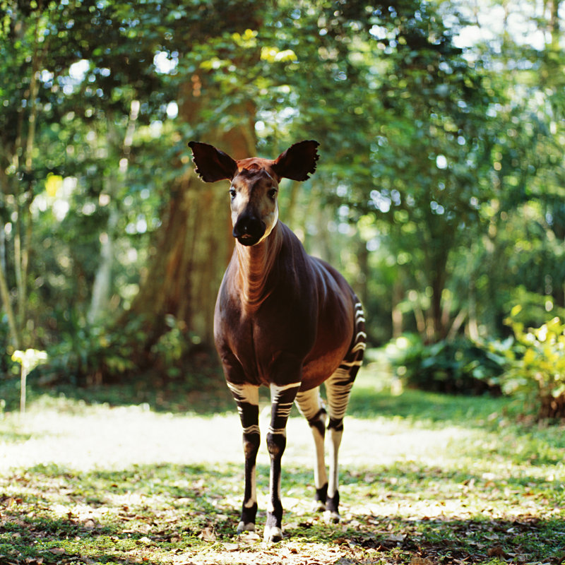 Okapi - photographie sur toile tendue