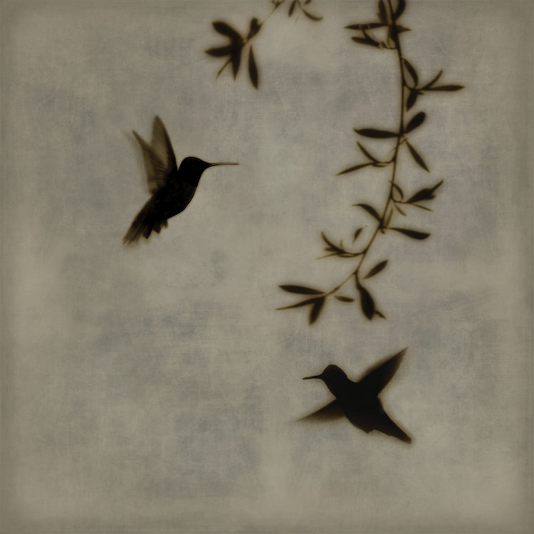 «Dance in Flight I», reproduction d'art sur toile, H 26 po x l 26 po x P 1,5 po