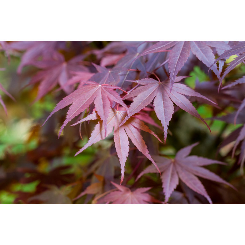 «Maple Leaves» par Biscut - photographie sur toile tendue, L 12 po x H 8 po