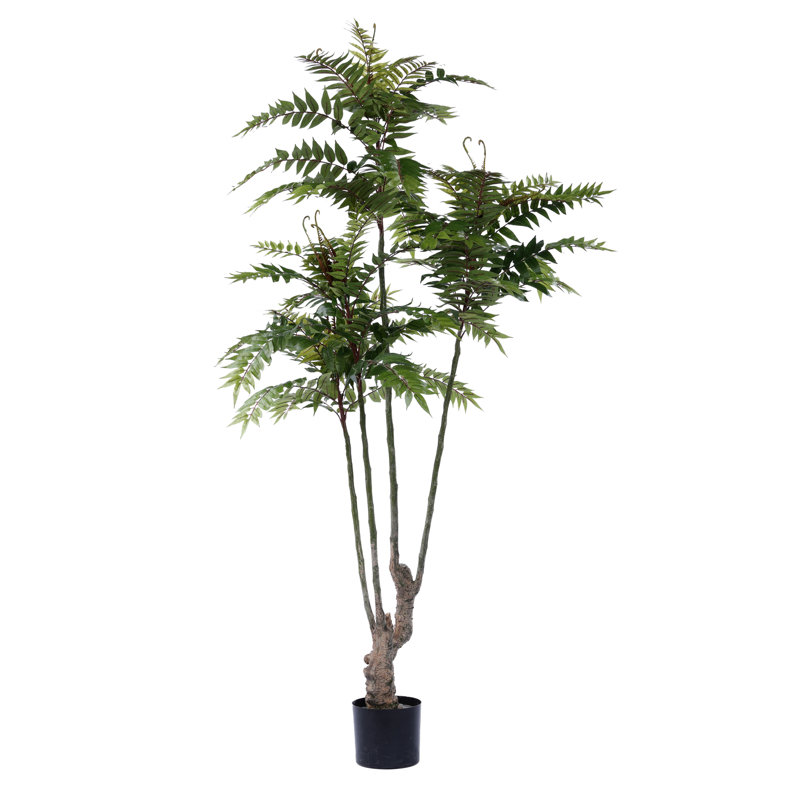 Arbre 74,8 po TOona SINENSIS
