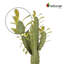 Cactus artificiel en pot