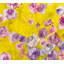 Bright Floral Print by Atkinson, Sarah