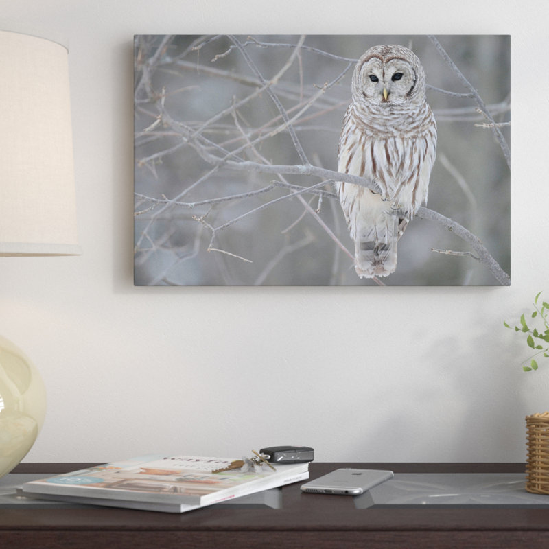 Photographie « Barred Owl on Branches », H 40 po x l 60 po x P 1,5 po, Toile encadrée d'or