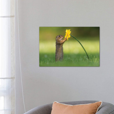 Curious Ground Squirrel by Dick Van Duijn - Wrapped Canvas Print