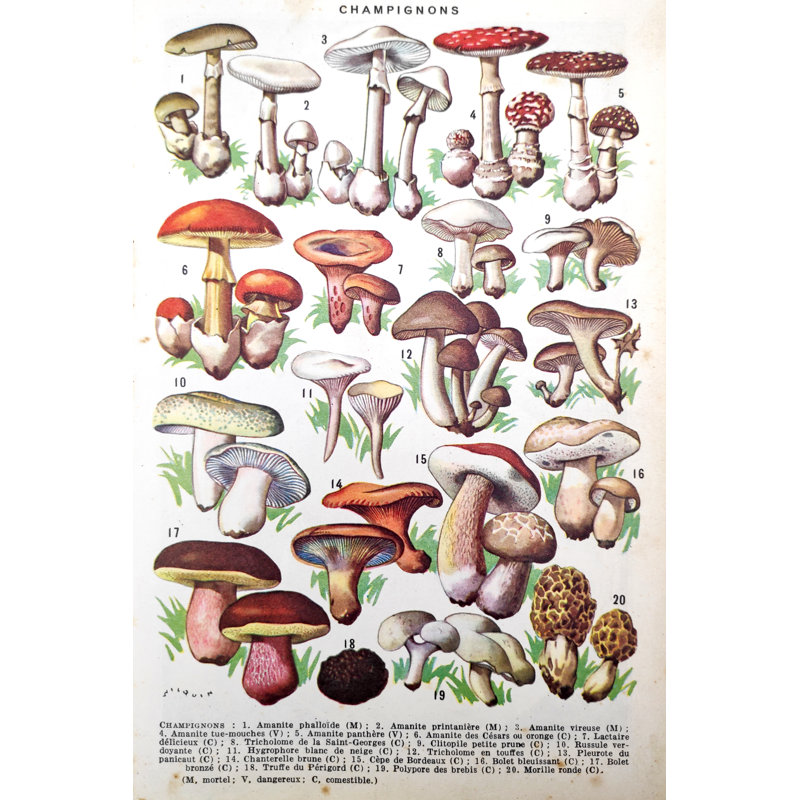 Illustration Of Mushrooms by Gwengoat - Wrapped Canvas Print, 30cm H x 20cm W