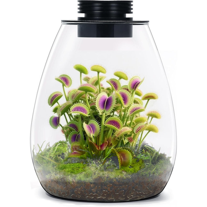 Terrarium de bureau en verre avec lumière de croissance (H: 7,8 po x P 6,7 po), pour plantes grasses, mousse, paysage de jardinage miniature