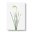 Poeticus Daffodil by Pierre-Joseph Redoute - Wrapped Canvas-55324918