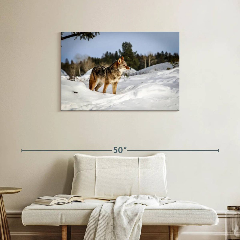 Winter Snow Coyotes