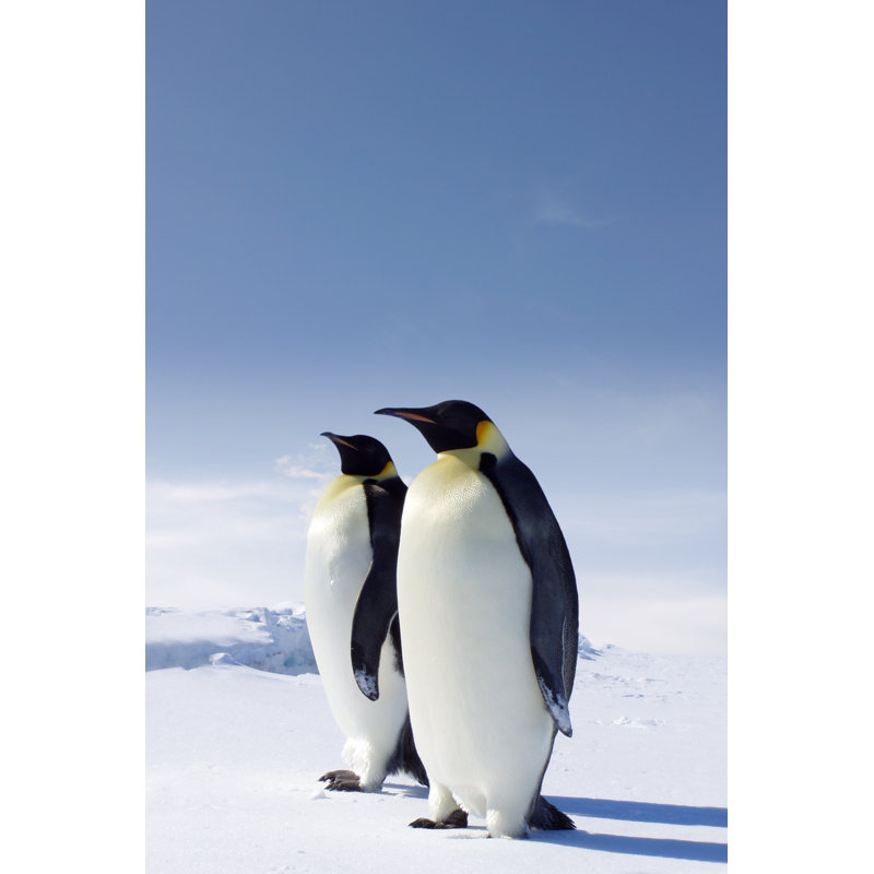The Emperors - Wrapped Canvas Print, 30cm H x 20cm W