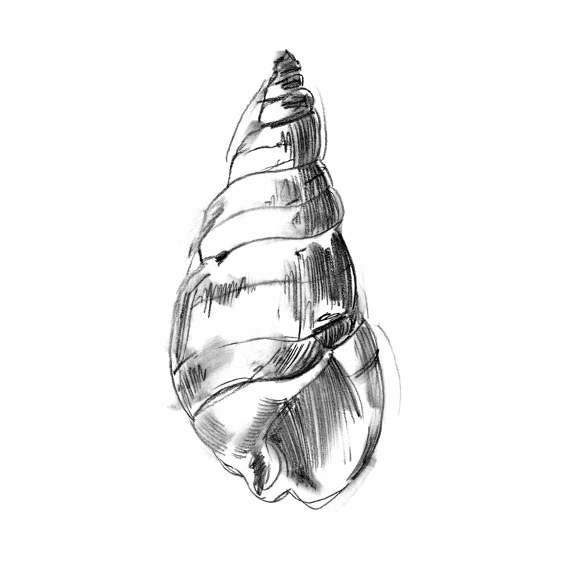 Shell Sketch V by Ethan Harper - Wrapped Canvas Print, 46cm H x 30cm W x 3.8cm D