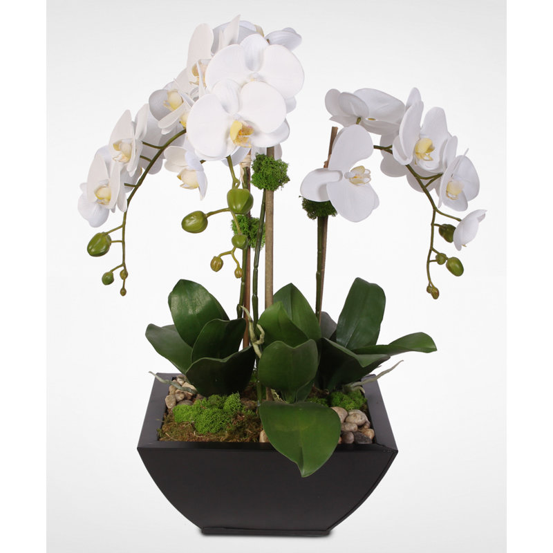 Orchid Arrangement in Pot