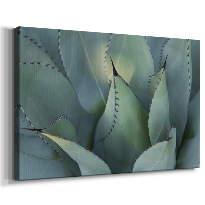Agave bleu I - galerie Cavas, 12 x 18