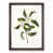 Walnut Framed selected