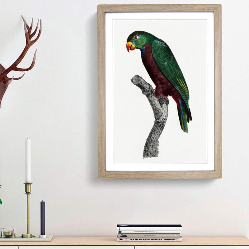 Red-Billed Parrot by F. Levaillant - Picture Frame Painting Print, 48cm H x 36cm W x 2cm D, Oak Framed