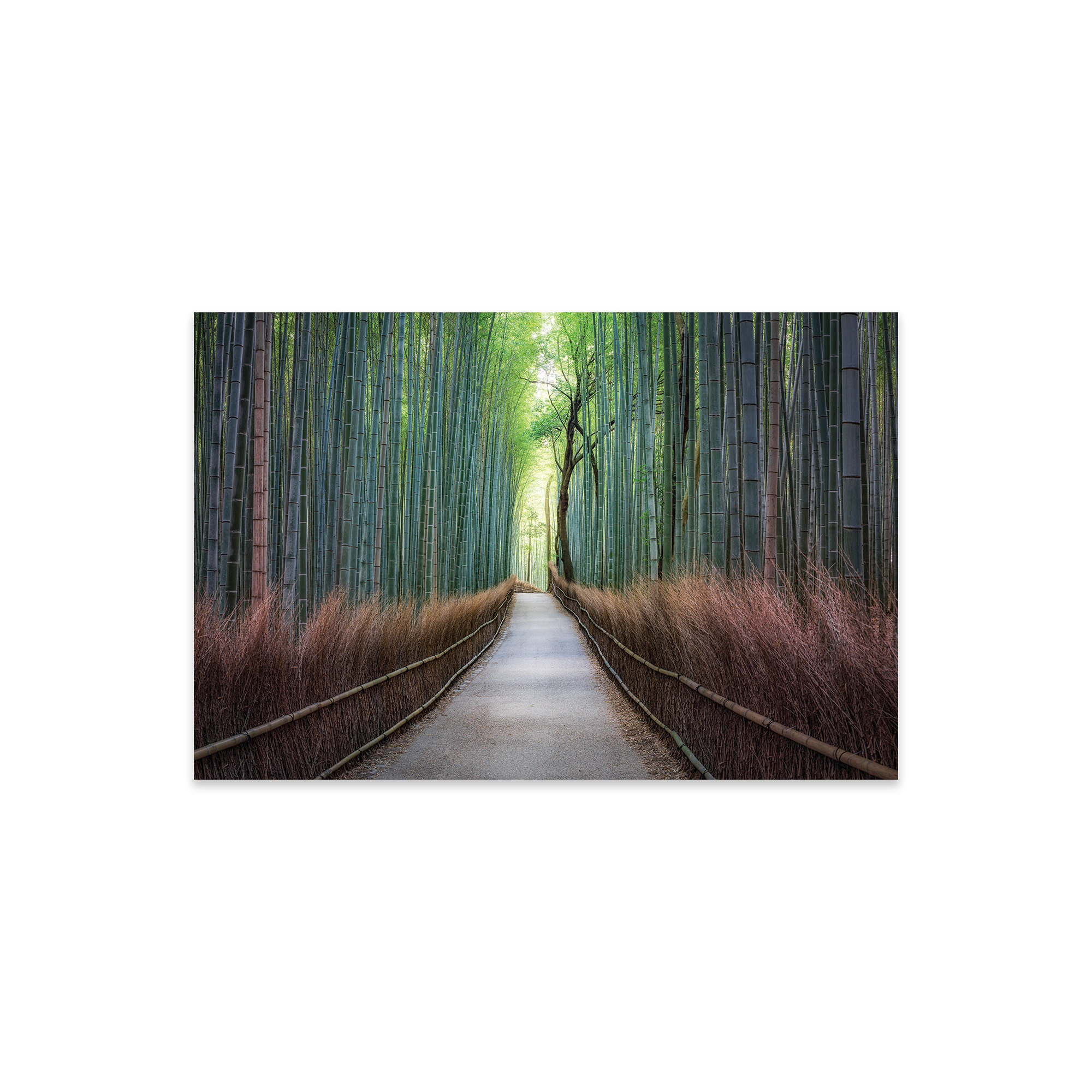 Millwood Pines Mysterious Arashiyama Bamboo Forest On Plastic / Acrylic ...