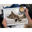 Animals Wood Tray