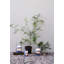 Blé doux solaire circulaire-100737609-100737611