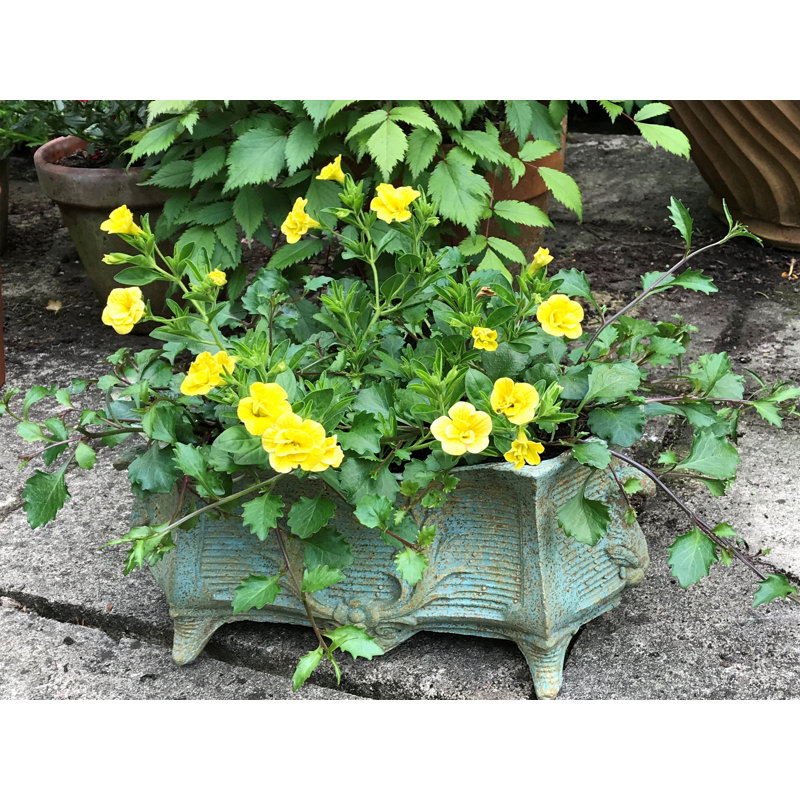 Herrmann Handmade Pot Planter