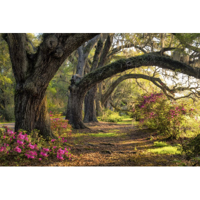 Under The Live Oaks I