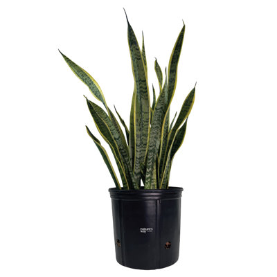 Nature's Way Farms Sansevieria Laurentii Live Plant Tall in Growers Pot