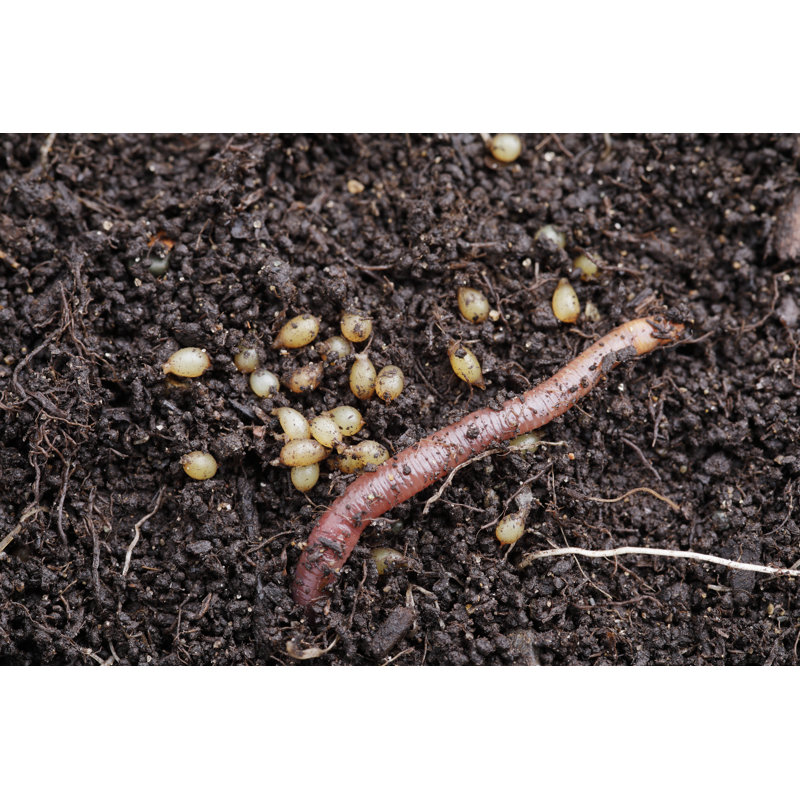 Red Worm Eggs in Compost by Temmuz Can Arsiray, 12" H x 18" W