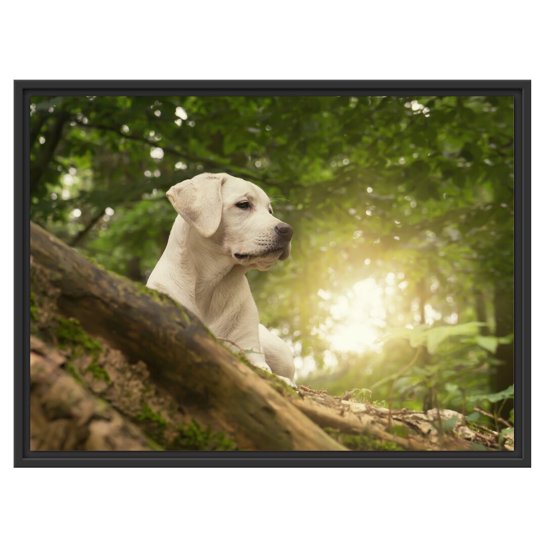 Gerahmtes Wandbild Labrador WelpeWald