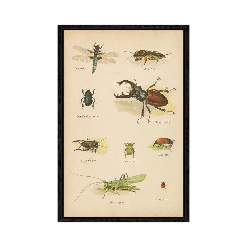 Natural History Book IV 1 Piece Wall Art on Canvas, 66.04cm H x 45.72cm W x 3.81cm D, Black Framed