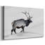 Toile tendue Lone Bull-Gallery