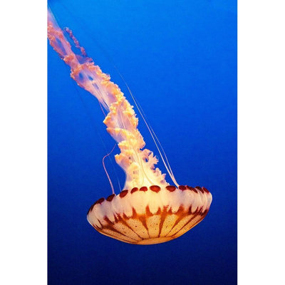 ArtDirect Looney, Hollice Gallery Wrapped Canvas Art Titled: California-Monterey-Monterey Bay Aquarium-Jellyfish swimming