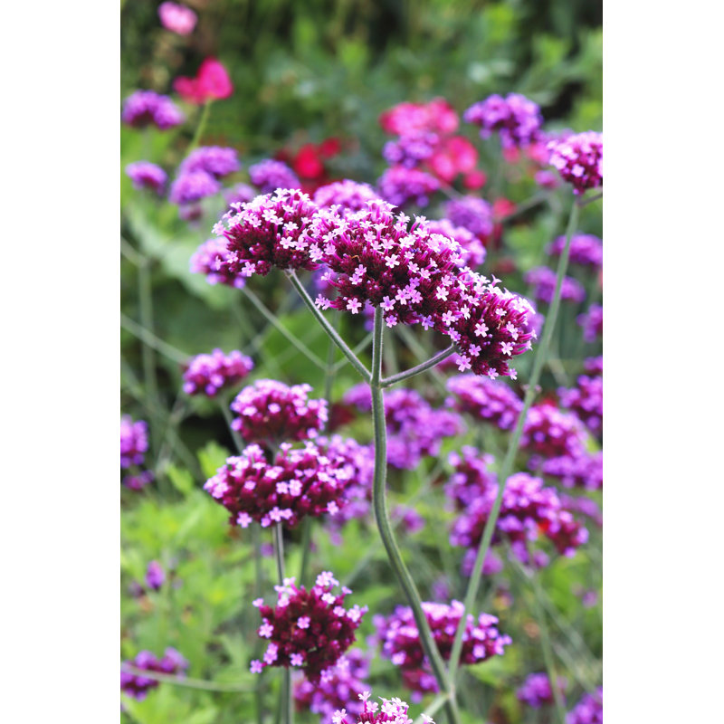 Verbena Blossoms - Photographie sur toile tendue, H 18 po x l 12 po