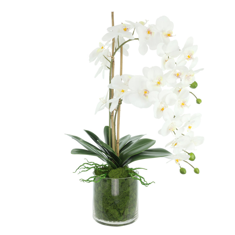 Orchidées disposées dans un vase en verre avec de la mousse, Médium