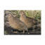 «Quail Couple Quail Couple», reproduction d'art mural-66937208