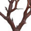 Manzanita Plant