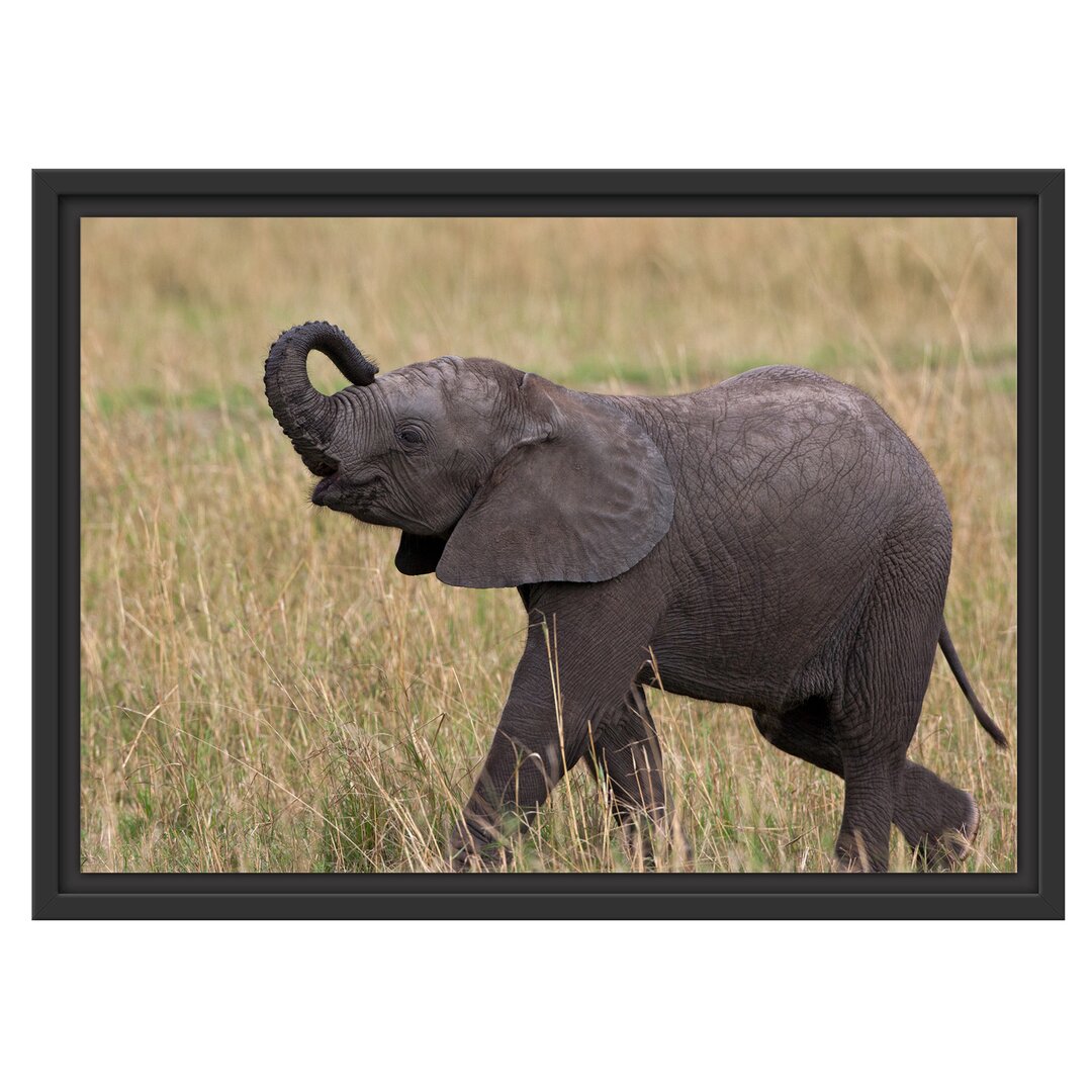 Gerahmter Fotodruck Little Baby Elephant