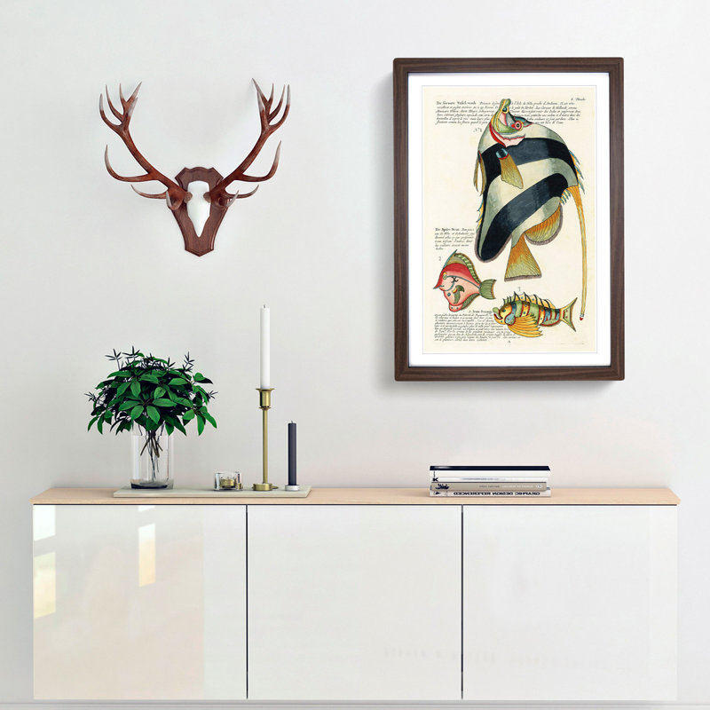 East Indies Fish Illustrations I by Louis Renard - Picture Frame Graphic Art Print, 36cm H x 27cm W x 2cm D, Walnut Framed