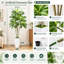 72 " H Faux Dracaena Plant in Plastic Planter