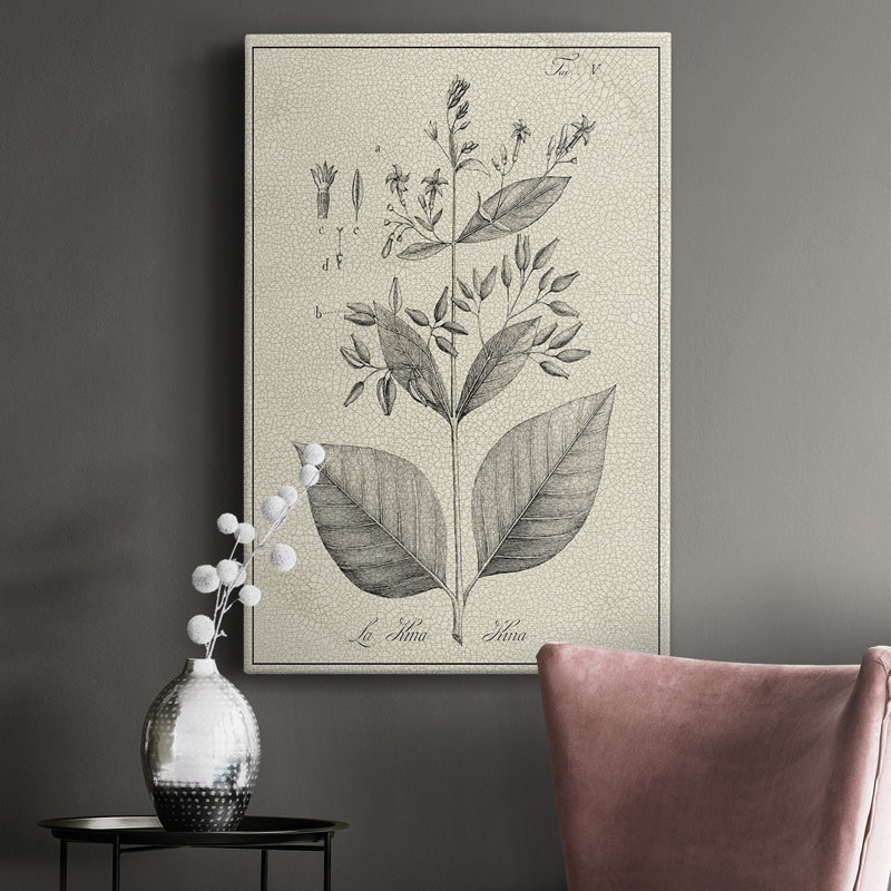 Antique Botanical II, impression sur toile tendue, L 32 po x H 48 po x P 1 po