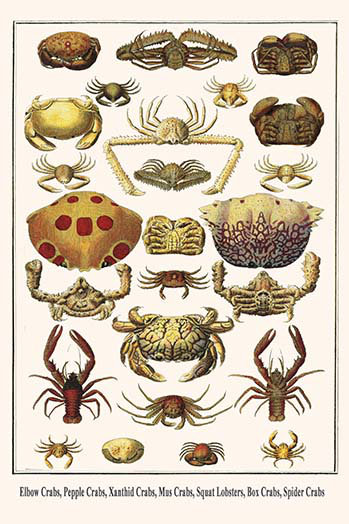 « coud crabes caillou crabes crabes crabes xanthid crabes » par albertus seba, impression, H 36 po x l 24 po x P 1,5 po