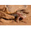 Leopard Gecko par Daniel Castillo - Photographie sur toile tendue