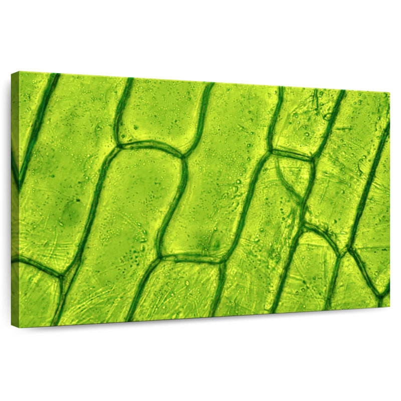 Harnek Plant Cells, 8" H x 12" W