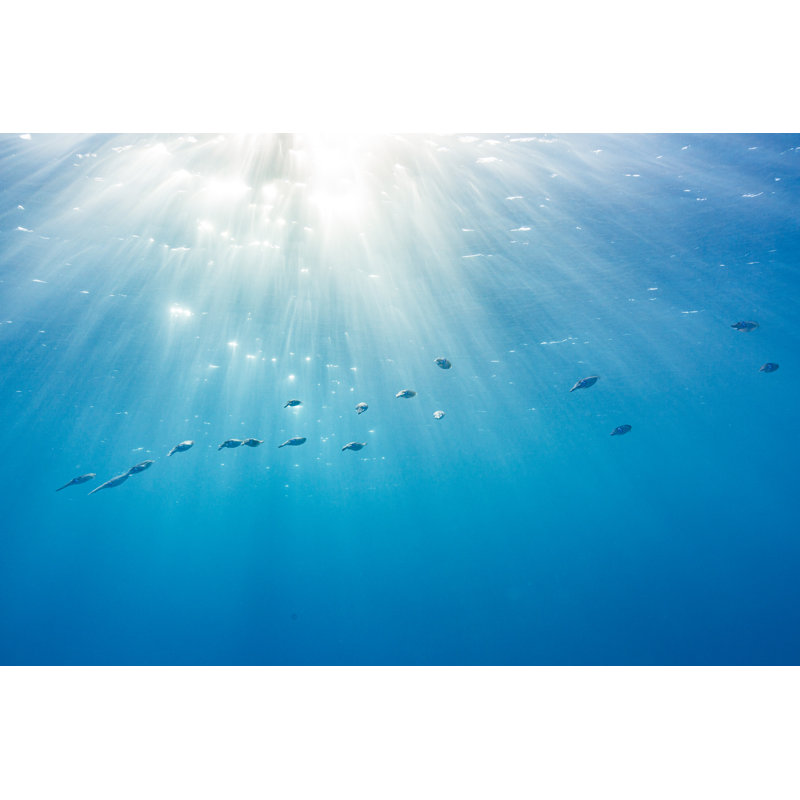 Squid Swimming Through Clear Blue Ocean With Warm Sun Rays by Philip Thurston - No Frame Print on Canvas, 61cm H x 91cm W